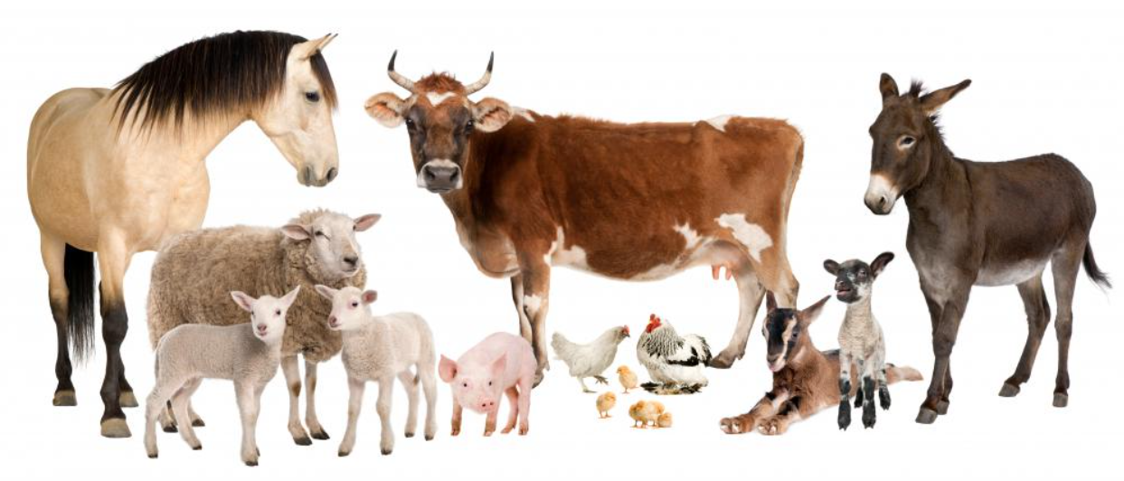 Animal Husbandry