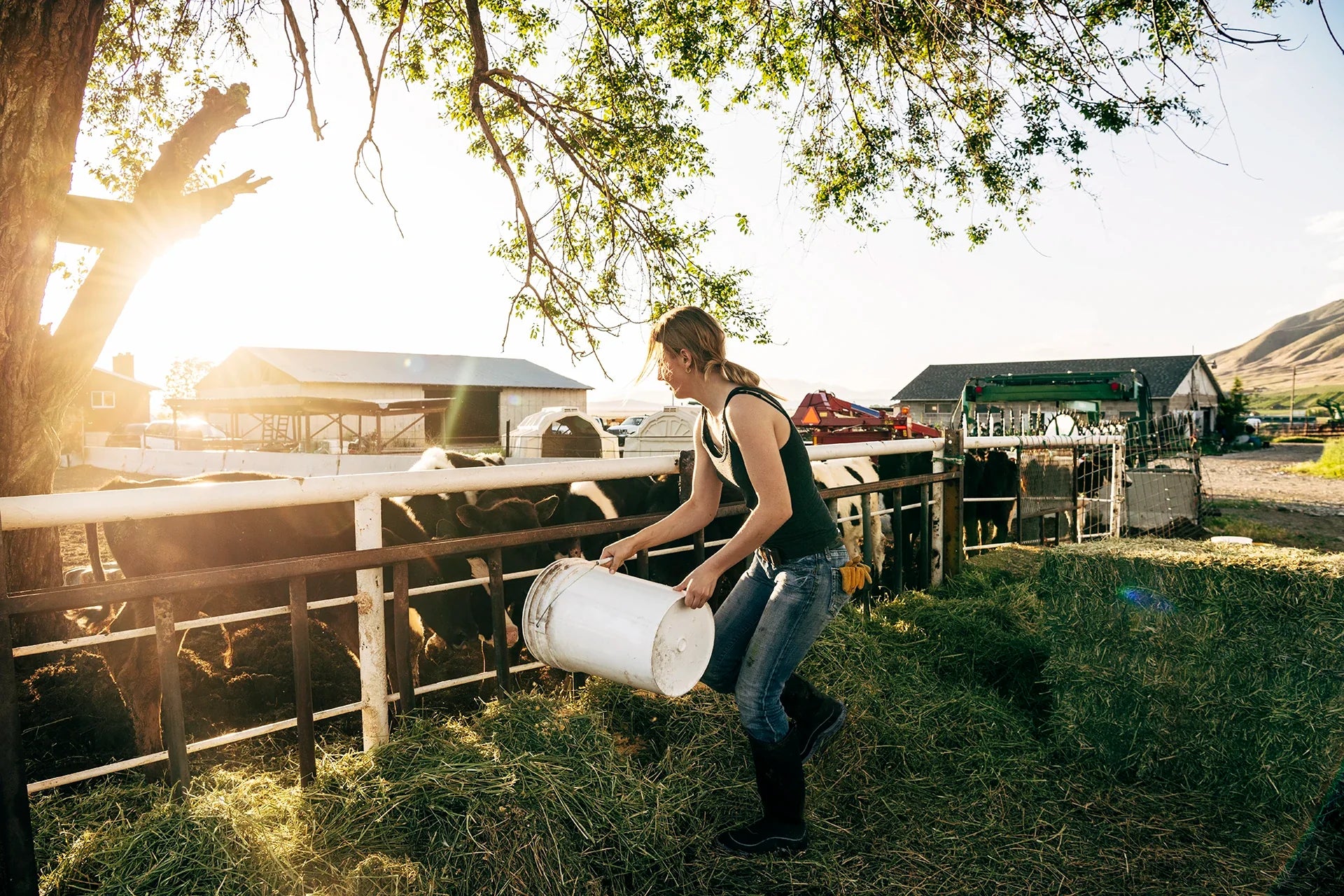 Feed & Supplements