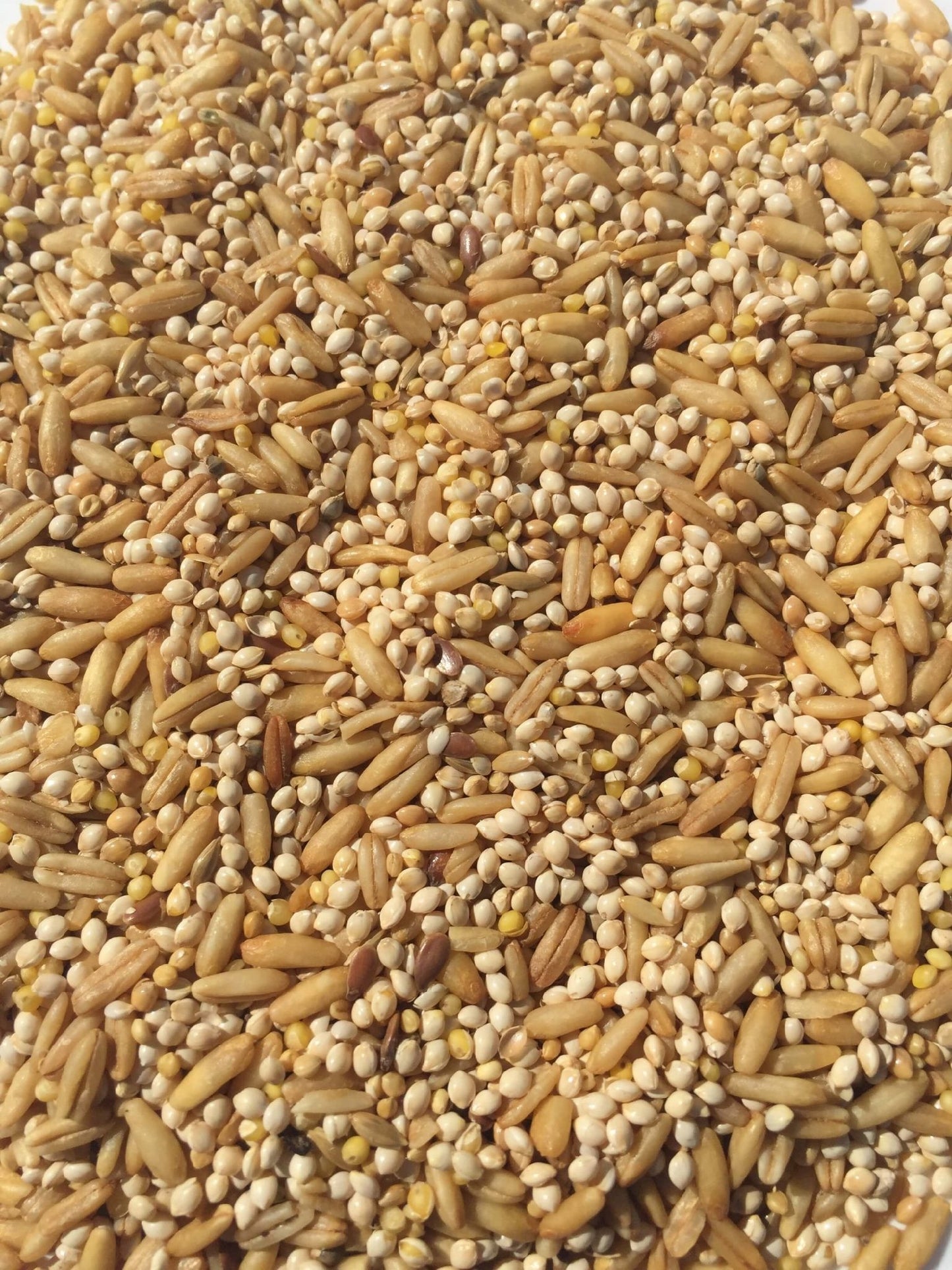 T&R BUDGIE MIX 25KG