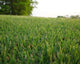SEED BERMUDA COUCH SPEEDIE PER KG