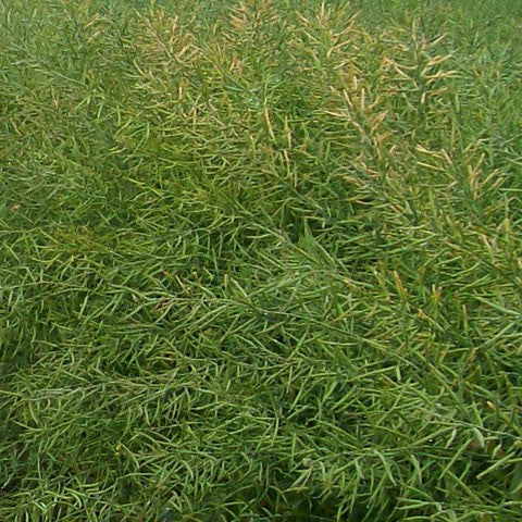 SEED BIO QURE MULCH PER KG