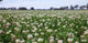 SEED CLOVER ARROWLEAF PER KG