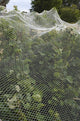 ANTI BIRD NETTING SILVEREYE 45GSM 15MTR WIDE BLACK PER MTR