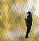 ANTI BIRD NETTING SILVEREYE 45GSM 10MTR WIDE BLACK PER MTR