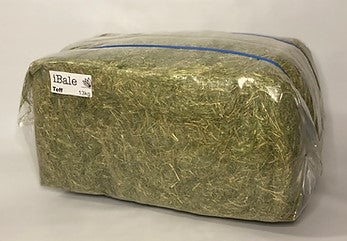 IBALE TEFF HAY