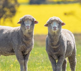 TOPSTOCK SHEEP ALL SEASON MIX 25KG