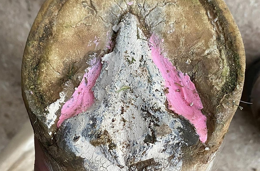 BEESWAX PINK BALLS - THRUSH MANAGEMENT 40 BALLS