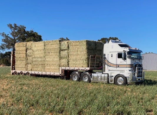 HAY RHODES GRASS