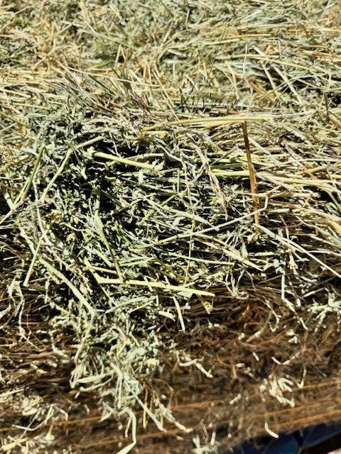 HAY RHODES LUCERNE MIX BALE GV