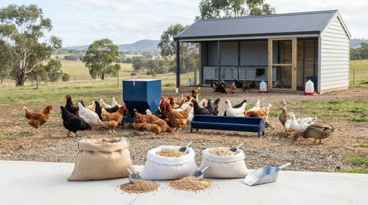 Poultry Feed: How to Choose and Feed Your Flock Well