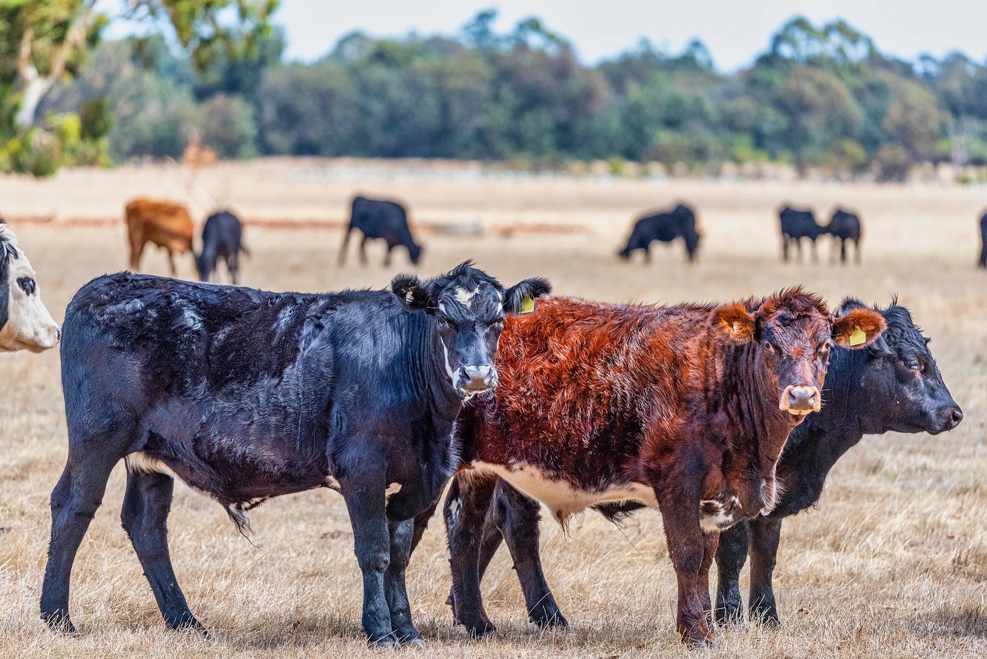 Animal Husbandry