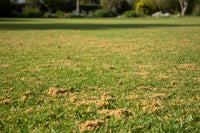 LAWN MIX  (PER SCOOP)