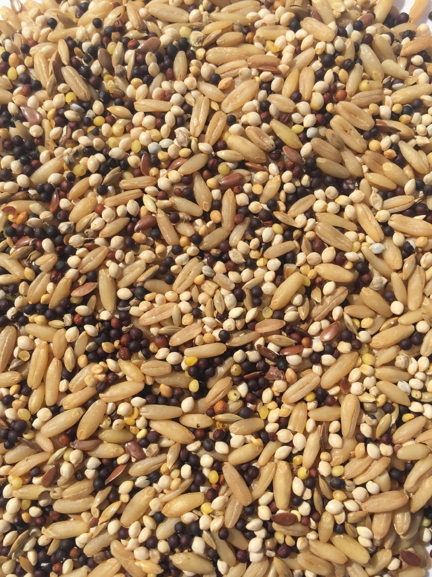 CANARY MIX [Size:25kg]