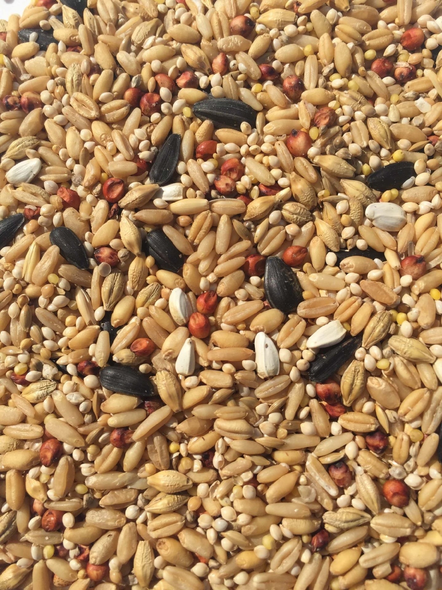 PARROT SMALL MIX [Size:25kg]