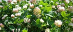 SEED CLOVER BALANSA PER KG