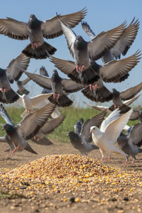 T&R PIGEON MIX 25KG