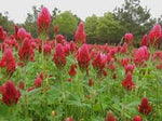 SEED CLOVER CRIMSON PER KG