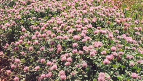 SEED CLOVER HYKON ROSE PER KG