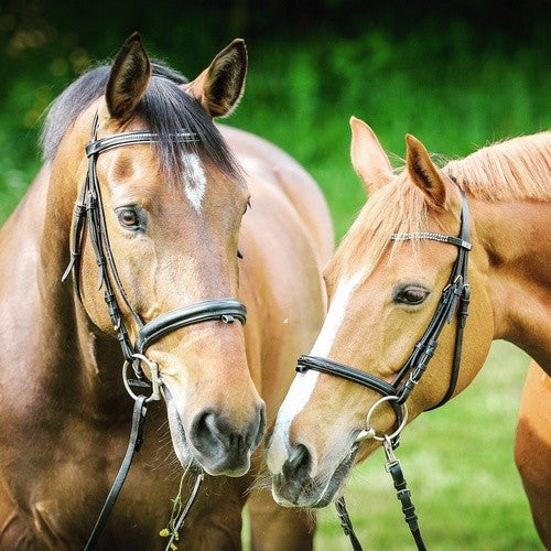 Pasture Seed