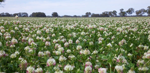 SEED CLOVER ARROWLEAF PER KG