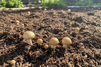 MUSHROOM COMPOST (PER SCOOP)