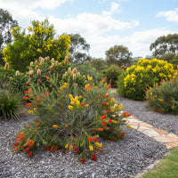 BUDGET TREE CHIP MULCH  (PER SCOOP)