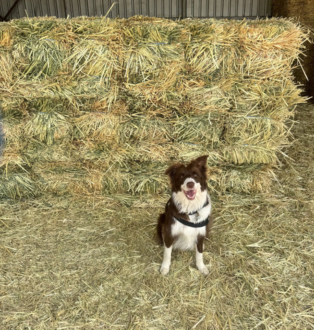 HAY OATEN BALE K&S FEEDS