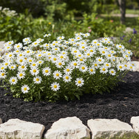 MULCH BLACK (PER SCOOP)