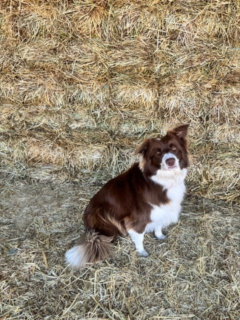 HAY MEADOW BALE K&S
