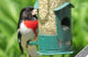 SAFFLOWER SEED 25KG