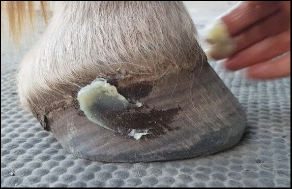 HOOF BALM 250GRM