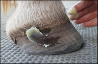 HOOF BALM 250GRM