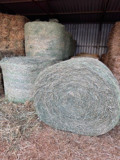HAY RHODES 5'0 ROLLS