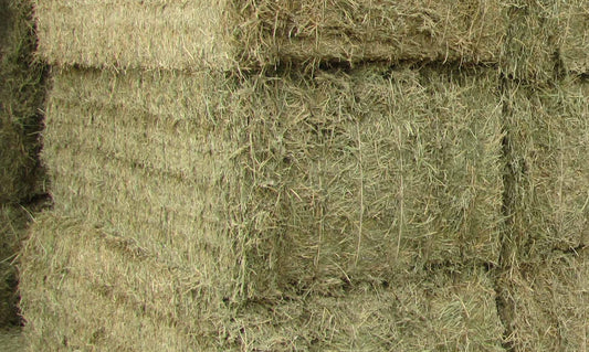 HAY RHODES GRASS EXPORT BALE