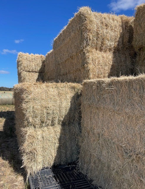 HAY RHODES GRASS [Size:Export Bale]