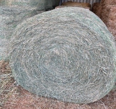 HAY RHODES GRASS [Size:4' Roll]