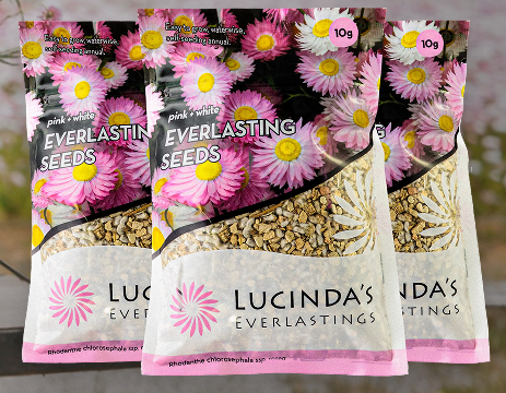 SEED - EVERLASTINGS PINK AND WHITE [Size:10grms]