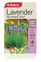 SEED - LAVENDER MUNSTEAD DWARF