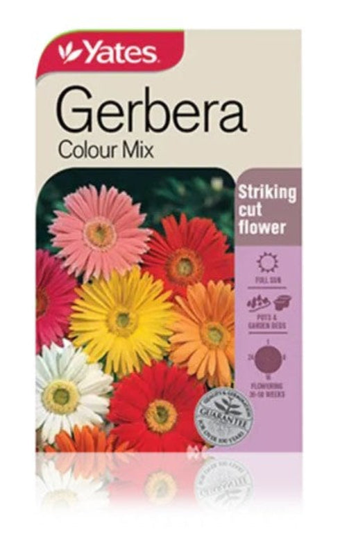 SEED - GERBERA MIX COLOUR