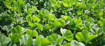 SEED CLOVER CERTIFIED DALKEITH PER KG